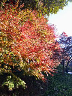 DSC_1378~2.JPG