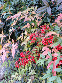 DSC_1385~2.JPG